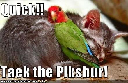 birdcat.jpg