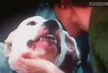 1329157611_dog_bites_anchorwoman_on_live_tv.gif