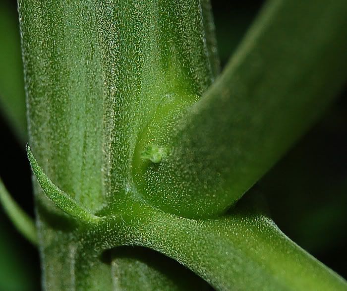 plant2.jpg