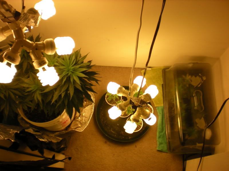 plants276.jpg