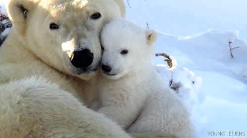 polar3.gif