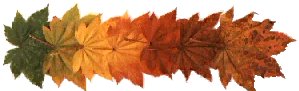 leaves.jpg