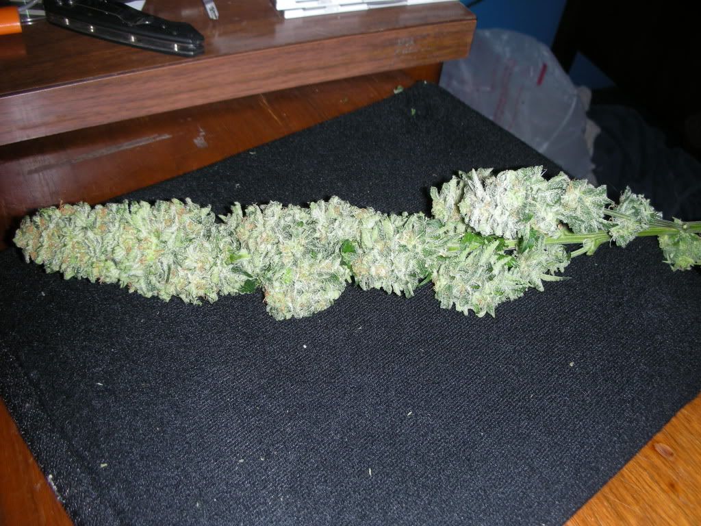 DSCN2306.jpg