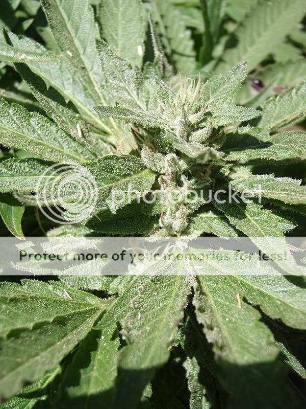 outdoorpureweek4-2.jpg