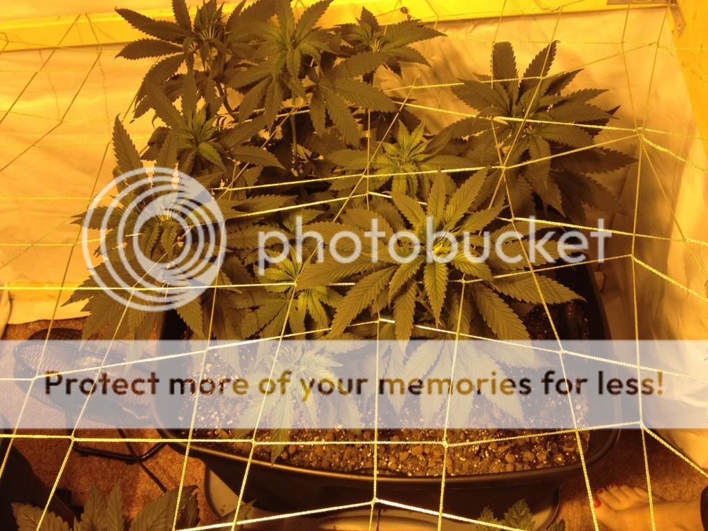 image_zps5b16dab2.jpg