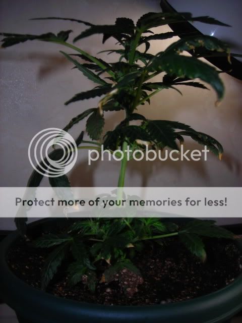 DSCN2199.jpg