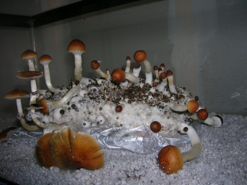 DSCN2947.jpg