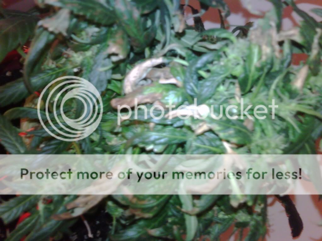 IMG00027-20090601-1807.jpg