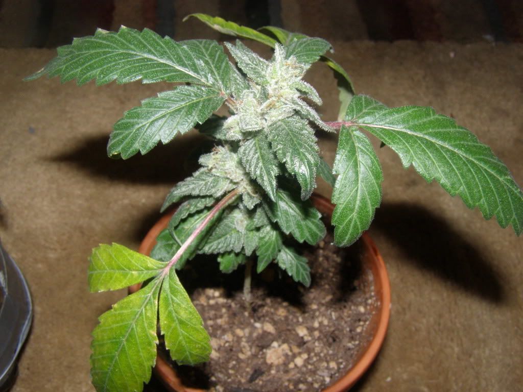 5-18-09006.jpg