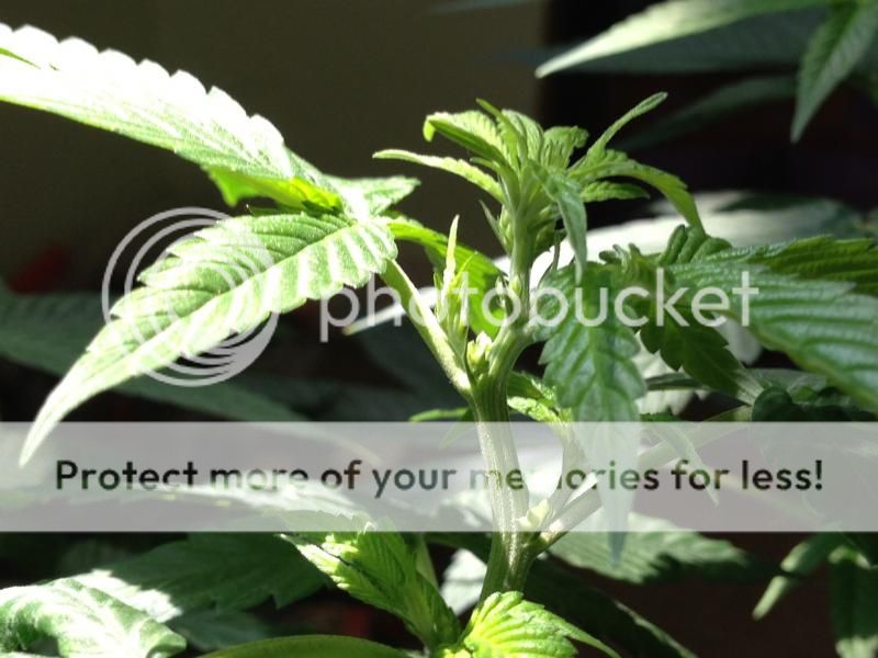 image_1_zps9b409ae3.jpeg