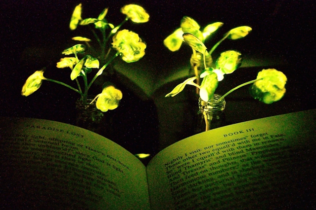 MIT-Glowing-Plants-0.jpg