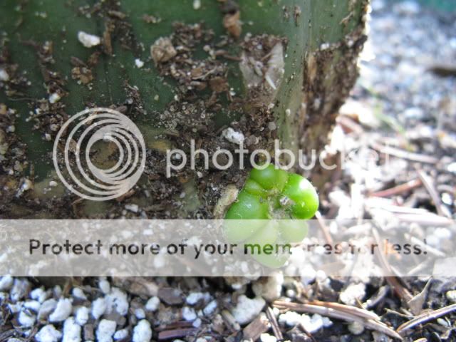IMG_5316.jpg