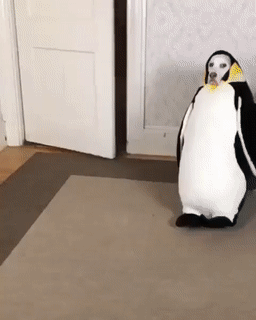 gifs_13.gif