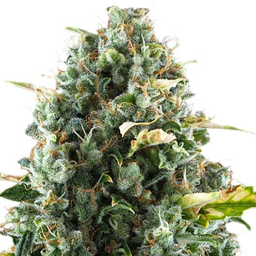 www.pacificseedbank.com