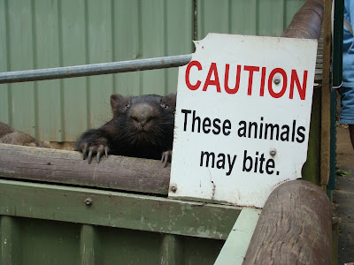 Wombat+Caution.jpg