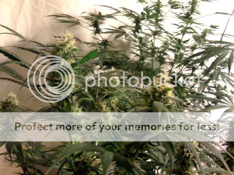 grow.jpg