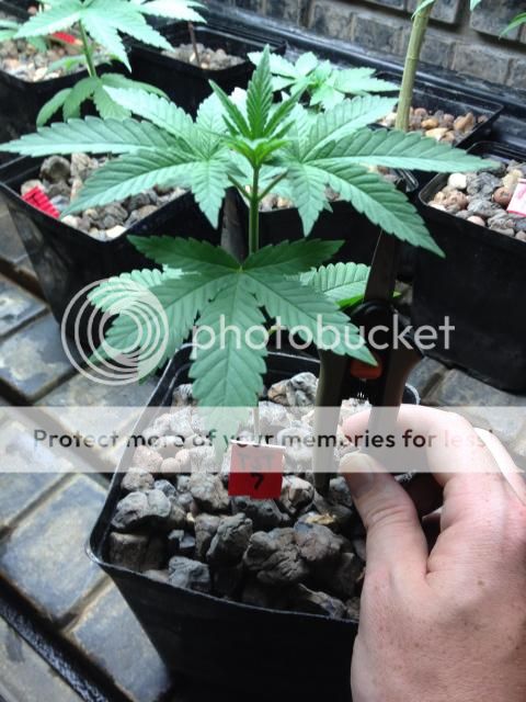 image_zps8da8d675.jpg