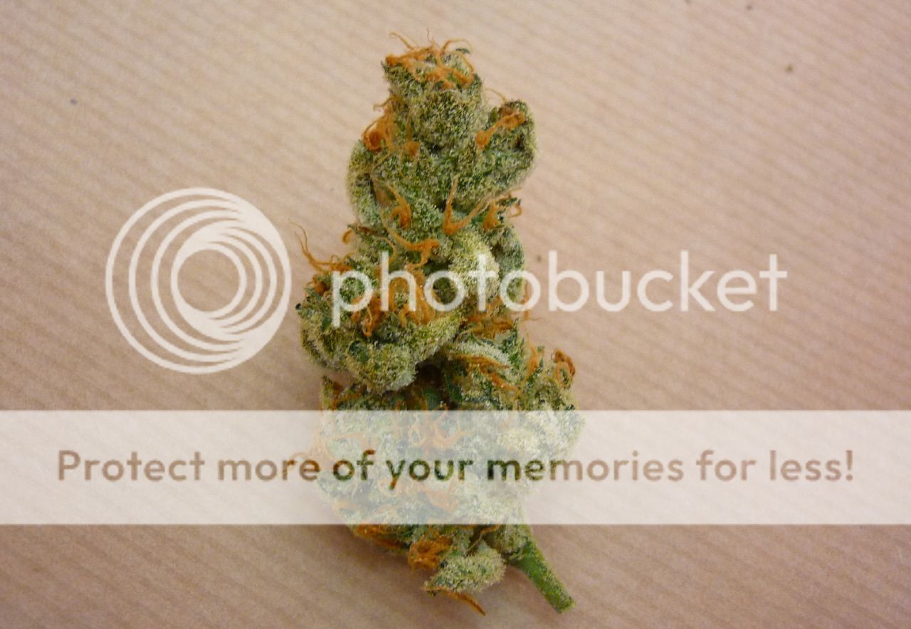 orangebud4.jpg
