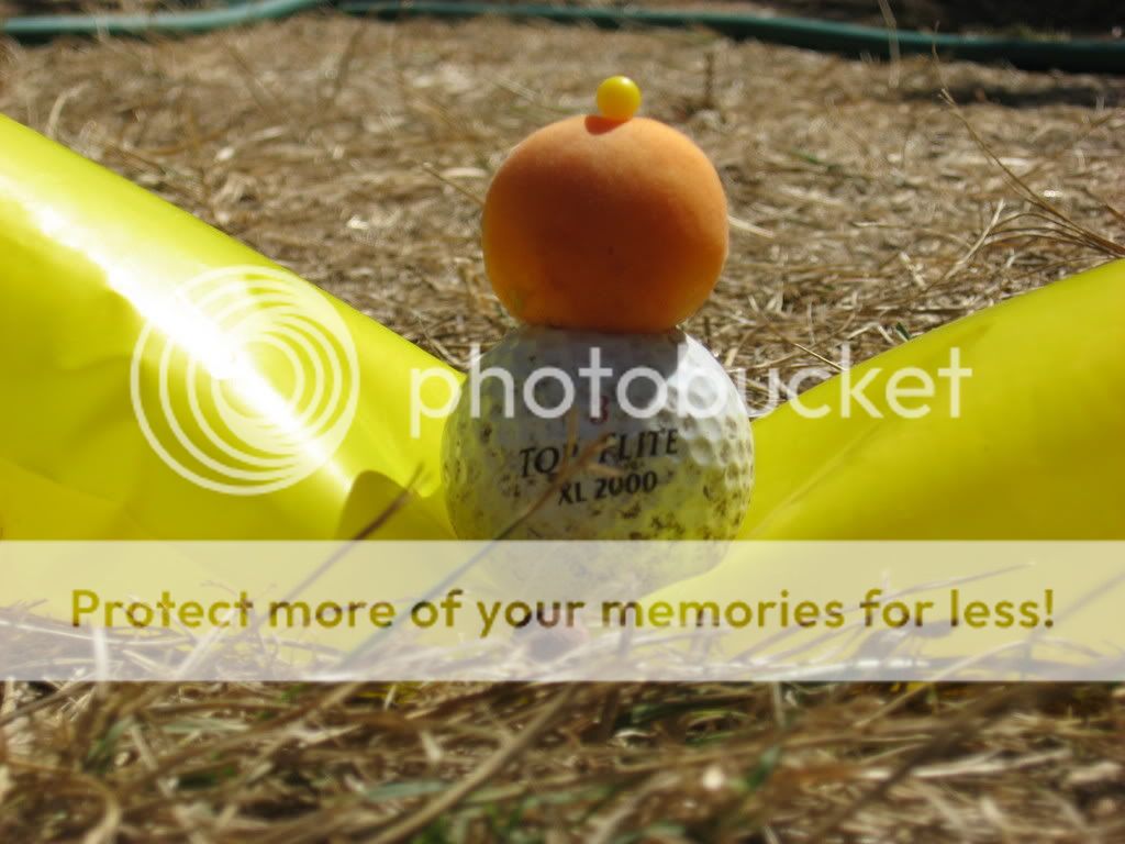 IMG_2113.jpg