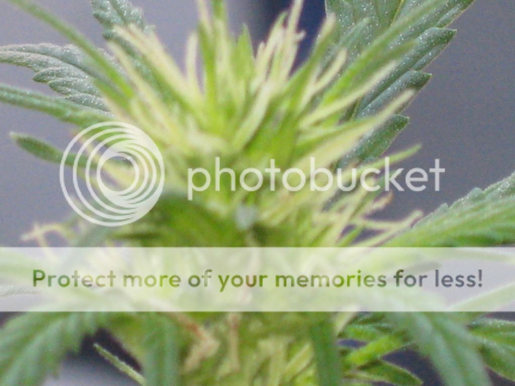 myplants004.jpg