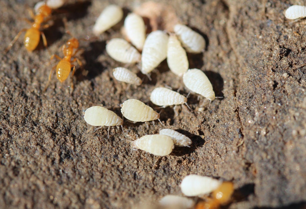 root-aphids.jpg