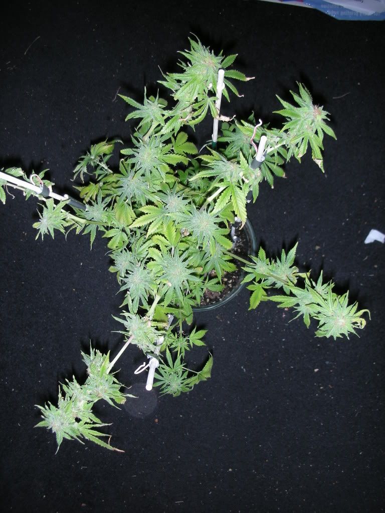 DSCN2935.jpg
