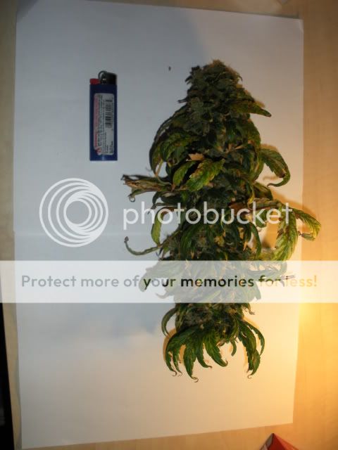 DSCN1520.jpg