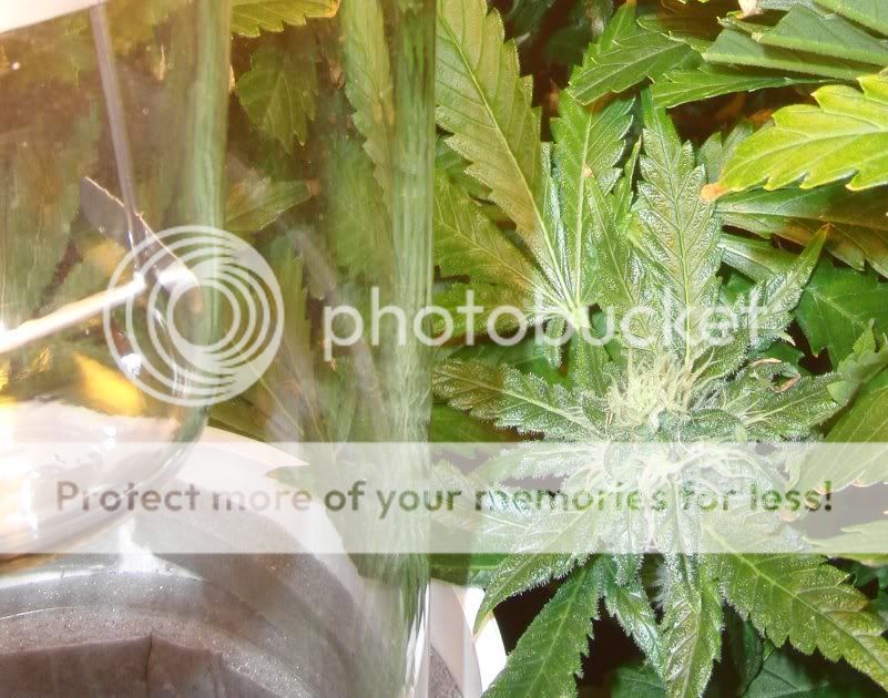 Week14_BudGlass.jpg