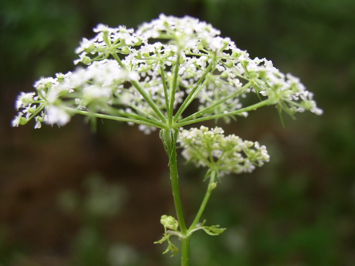 Conium%20maculatum%20infl3.JPG
