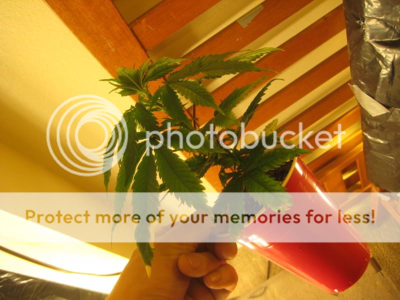 plants224.jpg