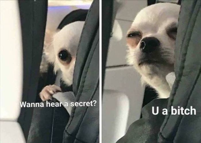 dogs_10.jpg