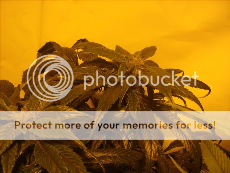 plants16006.jpg