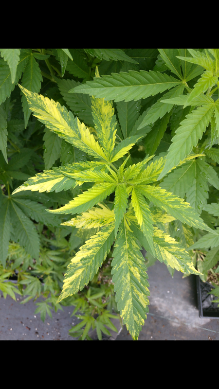 variegation.png