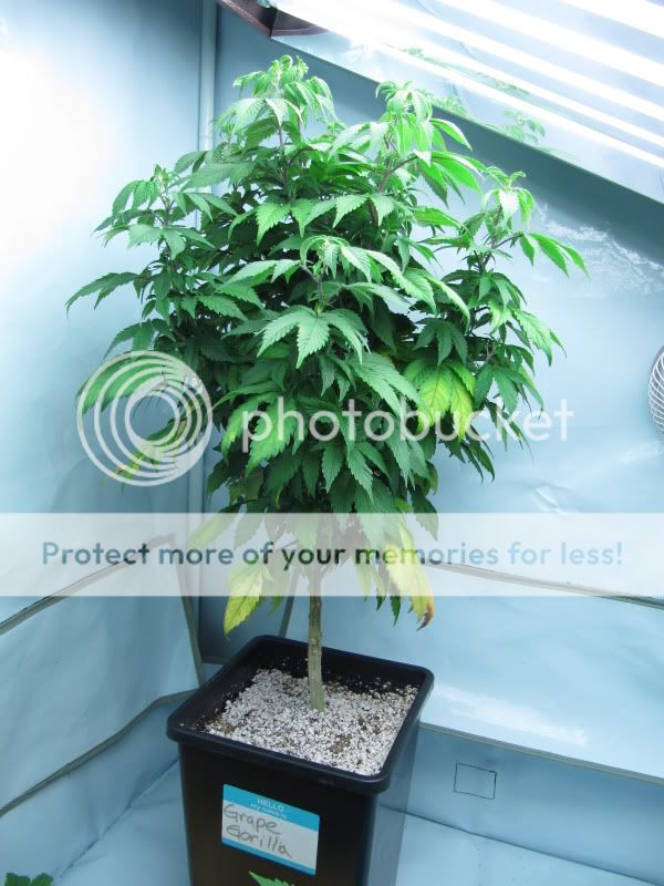 MEdicalHighTimes024.jpg