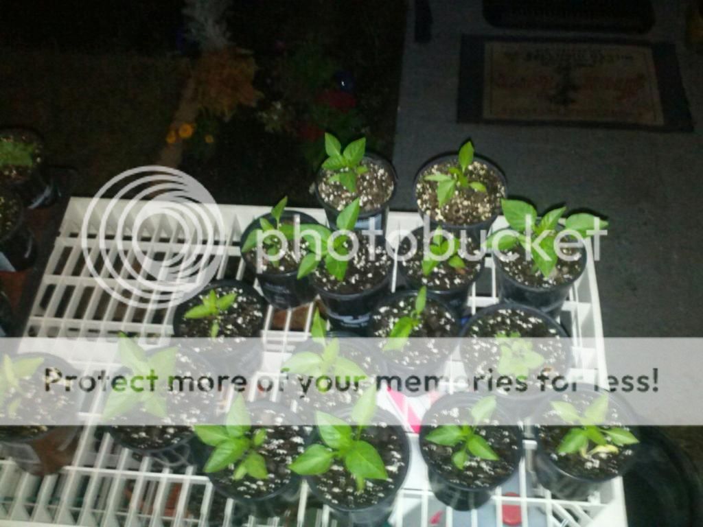 0120132102_zps31828cc4.jpeg