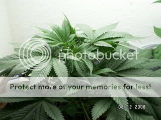 PICT0206.jpg
