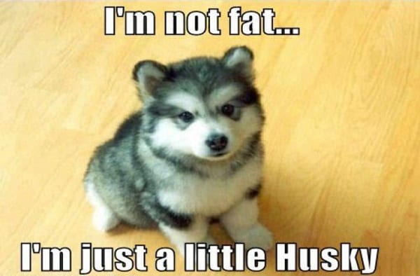 40-Pictures-of-Cute-and-Funny-Husky-Faces-1.jpg