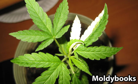 yellow-green-leaf-split-sm.jpg