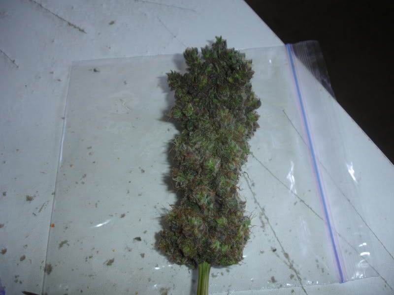 tgnbvc002.jpg