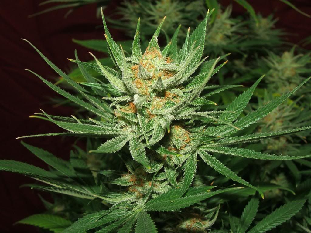 spacebomb3_zps8bde0c54.jpg