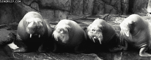 gifs_14.gif