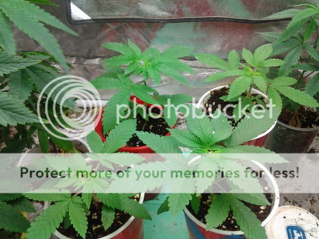 2013-04-18201550_zpsb39d1105.jpg