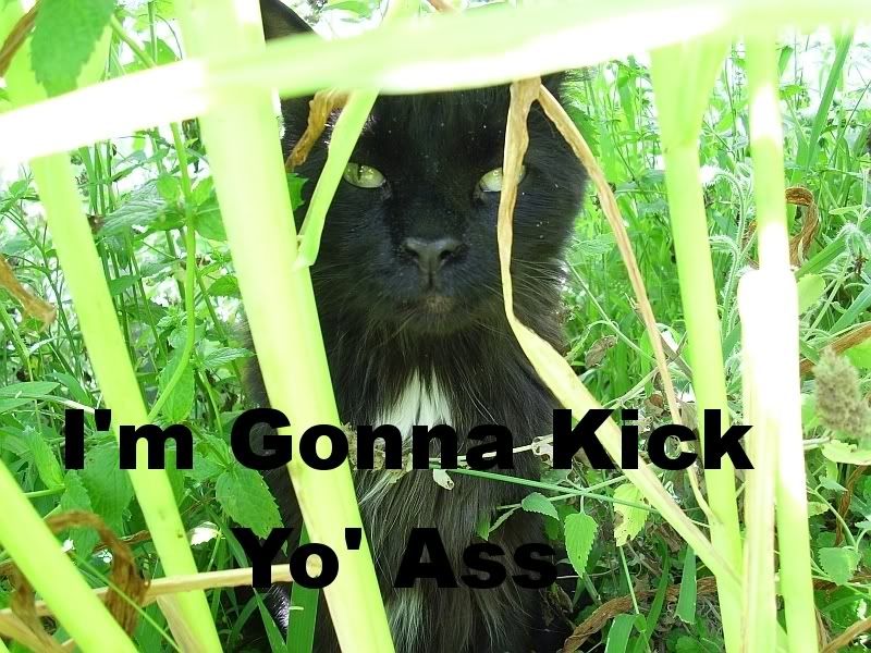 KickYoAssCat.jpg