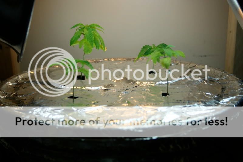 IMG_1431.jpg