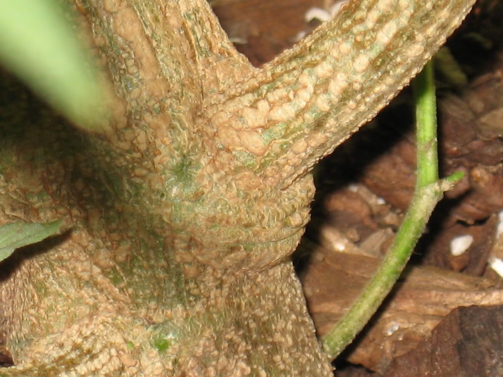 IMG_1599.jpg