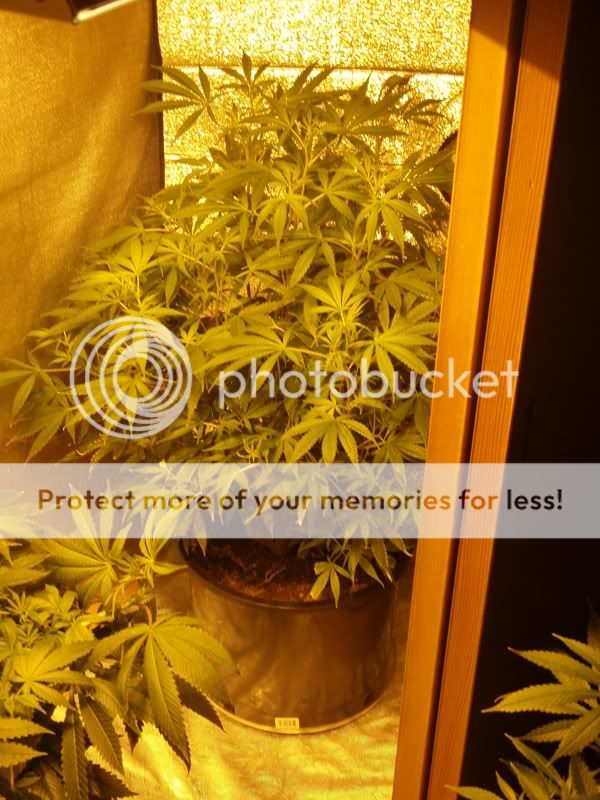 silverhaze.jpg