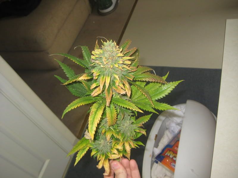 plants237.jpg
