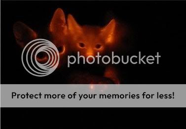 bioluminescent-cats.jpg