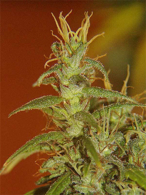 oregongreenseed.com