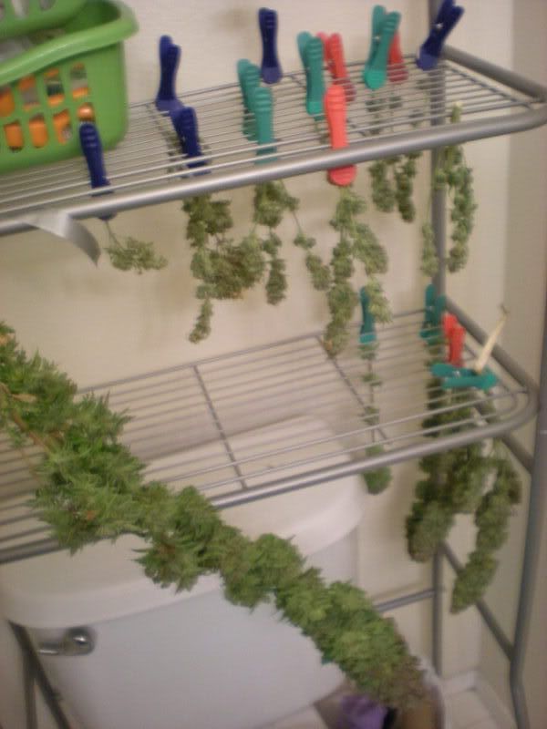 plants270.jpg